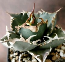 【AGAVE TITANOTA　LOW TYPE】アガベ　チタノタ　子株_画像1