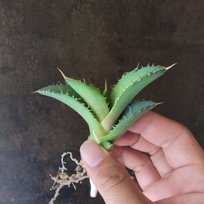 【AGAVE TITANOTA クラーケン】 アガベ チタノタ 子株の画像4