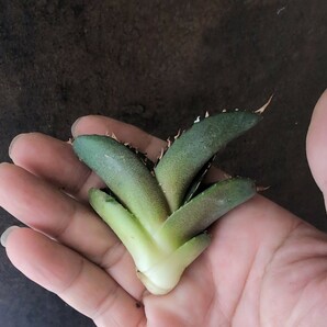 【AGAVE TITANOTA Fo76 dwarf 極上株】アガベ チタノタ  子株の画像5