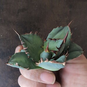 【AGAVE TITANOTA 青白肌台湾株】arakawa plantsさん株 アガベ チタノタ 子株の画像4