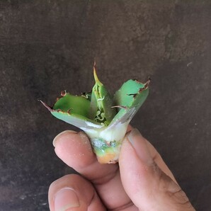 【AGAVE TITANOTA 黒豹】アガベ チタノタ 子株 龍球会の画像5