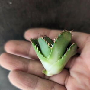 【AGAVE TITANOTA LIZE産 皇冠】アガベ チタノタ 子株 キング クラウンの画像7