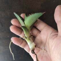 【AGAVE TITANOTA　LOW TYPE】アガベ　チタノタ　子株_画像4