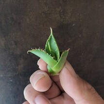 【AGAVE TITANOTA　fo76】アガベ　チタノタ　子株_画像3