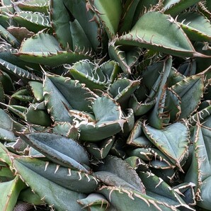 【AGAVE TITANOTA オテロイ実生】400粒分？ OTEROI アガベ チタノタ 鉢ごと発送の画像4