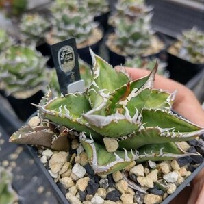 【AGAVE TITANOTA 裏刺ver】２株セット アガベ チタノタ  子株の画像1