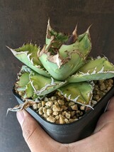 【AGAVE TITANOTA AVALANCHE】アバランチ　ブツブツ株　イラン株　アガベ　チタノタ　子株　レア株　高級品種_画像2