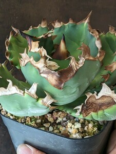 [AGAVE TITANOTAp Terrano Don ( wing dragon )] agave chitanota. stock 