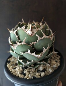 [AGAVE TITANOTA MAD BALL] Anne Gree Heart agave chitanota. stock 
