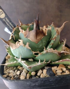 【AGAVE TITANOTA US DIAMOND】縞斑　散斑　超ムチプリ　アガベ　チタノタ　子株