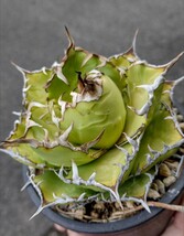 【AGAVE TITANOTA　fo76】アガベ　チタノタ　子株_画像2