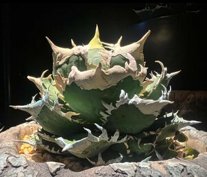 【AGAVE TITANOTA　白豪刺】本物　返金保証付　surf.is.high　アガベ　チタノタ　子株　龍球会　