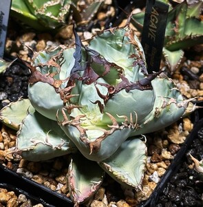 [AGAVE TITANOTA BLUE real raw selection .] agave chitanota. stock mchipli blue 