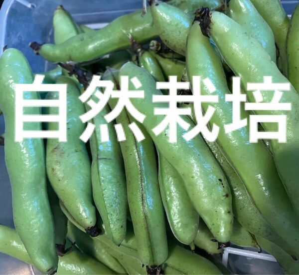 無肥料無農薬自然栽培　そら豆