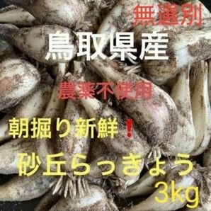 鳥取県産 砂丘らっきょう らっきょう