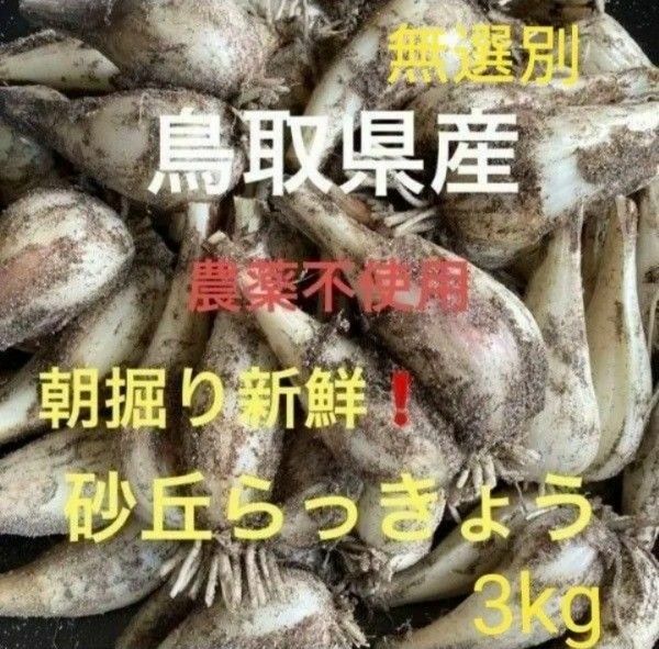 初物！鳥取県産 砂丘らっきょう らっきょう