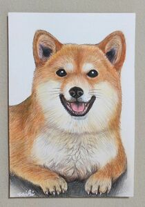 ☆柴犬色鉛筆画