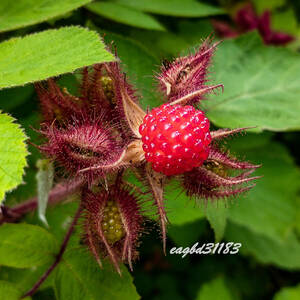 Japanese Wineberry（ジャパニーズ・ワインベリー）エビガライチゴ 木苺(キイチゴ)の苗 4号