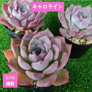 キャロライン・韓国苗・多肉植物