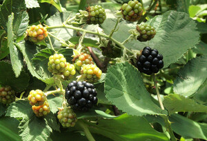  BlackBerry [toge equipped ] seedling / postage : click post 185 jpy 