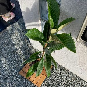 ビワ　瑞穂　接木　苗　鉢上約70cm