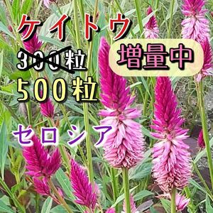 ケイトウ　種　セロシア　500粒　花の種