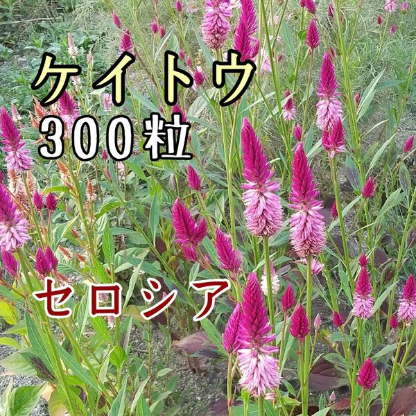 ケイトウ　セロシア　種　300粒以上　花の種