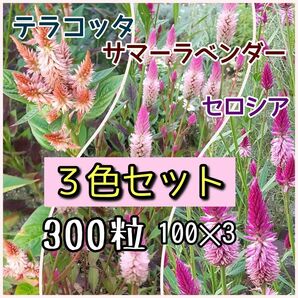 ケイトウ　種　3色セット　300粒　花の種