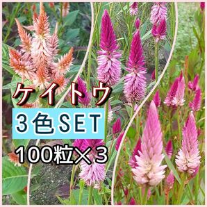 ケイトウの種　3色セット　計３００粒　花の種