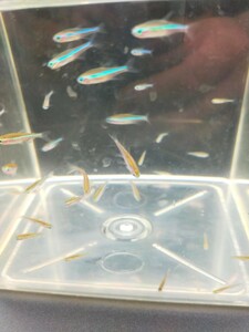  green neon Tetra 50 pcs 