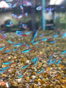  neon Tetra 200 pcs car jinaru Tetra 