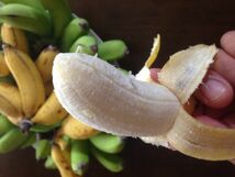 島バナナ 【小笠原種】　最高級バナナ果実500ｇ　_画像3