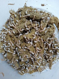 シルクワーム蚕　ssサイズ100匹　爬虫類　カエルトカゲの餌