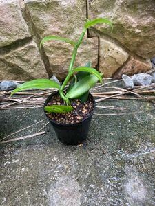  vanilla seedling vanilla beans plant 