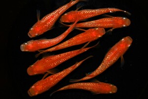 　○メダカ屋風鈴○　紅帝 ラメ めだか から産まれた稚魚 （1cm程度）10匹 ＋α