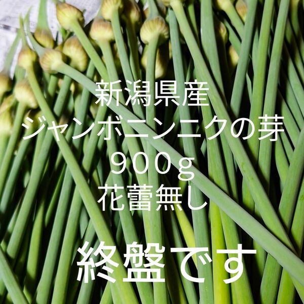 900g 新潟県産　ジャンボニンニクの芽　ジャンボにんにくの芽　国産ニンニクの芽　香味野菜　中華食材　おつまみ　農家直送