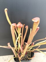 サラセニア　ミノール　オケフェノキー　レッドアイ　食虫植物　3株入り　sarracenia minor var. okefenokeensis _画像4