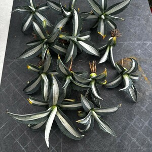  agave America -na.. white middle . finest quality large stock 12 stock including in a package 