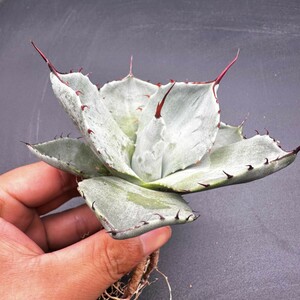 A46 特選 アガベ Agave parryi パリー トランカータ 美株