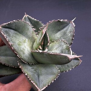 B27 台湾産高級株！アガベ チタノタ 『 柊月 』 Agave titanota