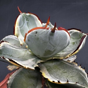 D51 succulent plant agave .. helmet .. ream . rare special selection excellent stock large stock 