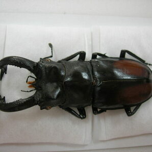 昆虫標本★スマトラ島産セアカフタマタ♂80.5ミリの画像2