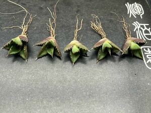 【輝泊園】【5株セット販売】多肉植物　アガベ チタノタ　ハデス / Agave titanota Hades 極上刺　セット 4