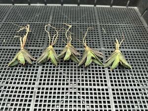 【輝泊園】【期間限定-セット5株】多肉植物　アガベ　チタノタ　豆豆竜　極上株　貴重株　純正血統株　①