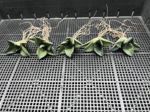 　【輝泊園】【期間限定-セット5株】多肉植物　アガベ　チタノタ　黒犀牛 極上株　貴重株　純正血統株　2