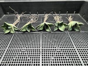 　【輝泊園】【期間限定-セット5株】多肉植物　アガベ　チタノタ　黒犀牛 極上株　貴重株　純正血統株　4