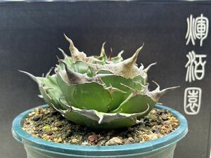 [ shining ..][ limited time -3 stock set ] succulent plant agave chitanota Panther valuable stock rare stock rearing stock 3