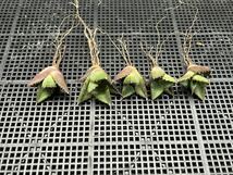 【輝泊園】【5株セット販売】多肉植物　アガベ チタノタ　ハデス / Agave titanota Hades 極上刺　セット 2_画像1