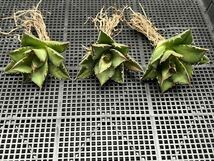 多肉植物　【特選】　3株セット　アガベ　agave titanota チタノタ『宝珠』　1_画像1