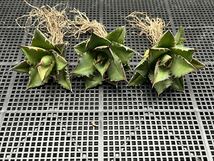 多肉植物　【特選】　3株セット　アガベ　agave titanota チタノタ『宝珠』　2_画像1